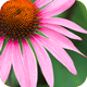 Echinacea